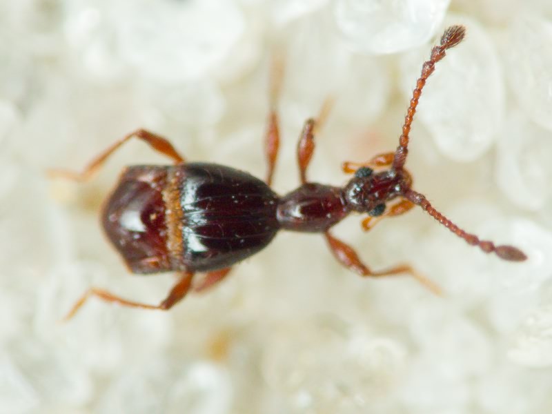 Pselaphinae Latreille, 1802